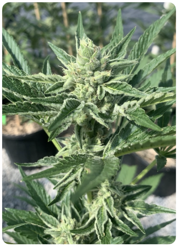 Amsterdam Fire