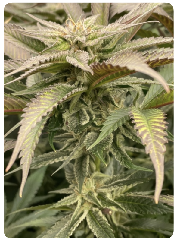 Grape Mimosa
