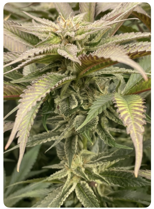Grape Mimosa