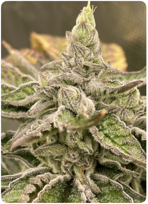 Michigan Candy Cane